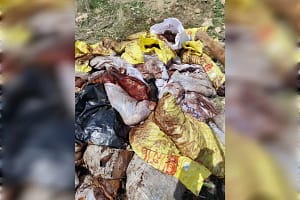 Mardin’de at ve eşek kesimi: Şüpheli gözaltında